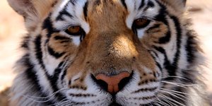  Arabella, die tier (Foto: Panthera Africa)